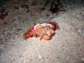   ANENOME CRAB  